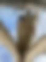 صورة العضو